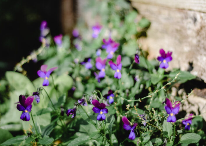 Recipes for Cooking with Edible Flowers
